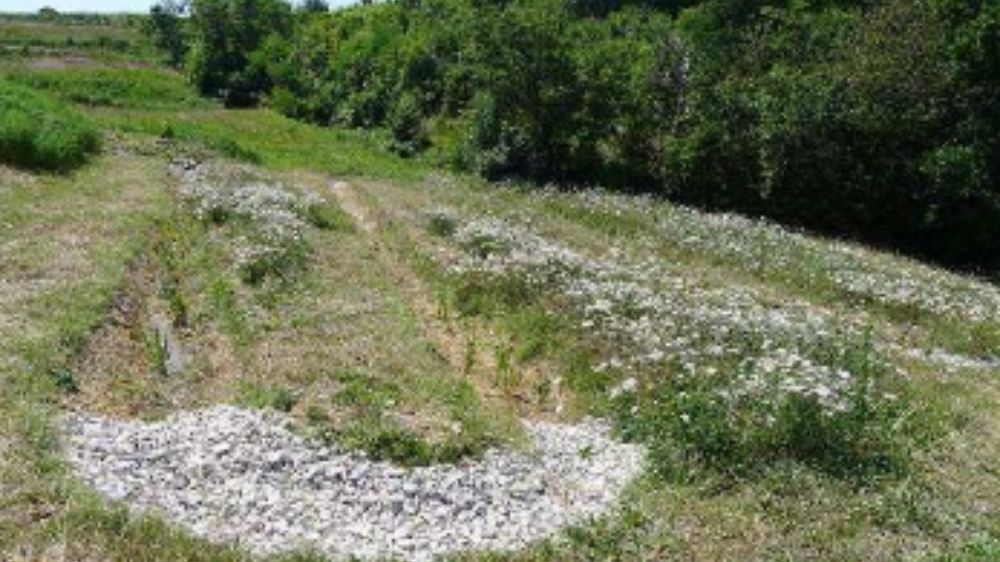 Station d'épuration par filtres plantés de roseaux, commune d'Ardoix.jpg